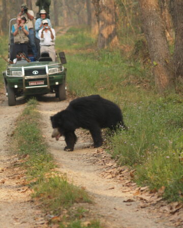 Jungle Safari 